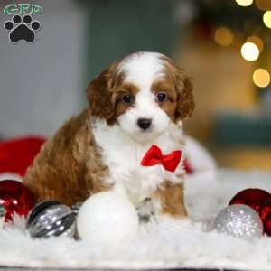 Champ, Cavapoo Puppy